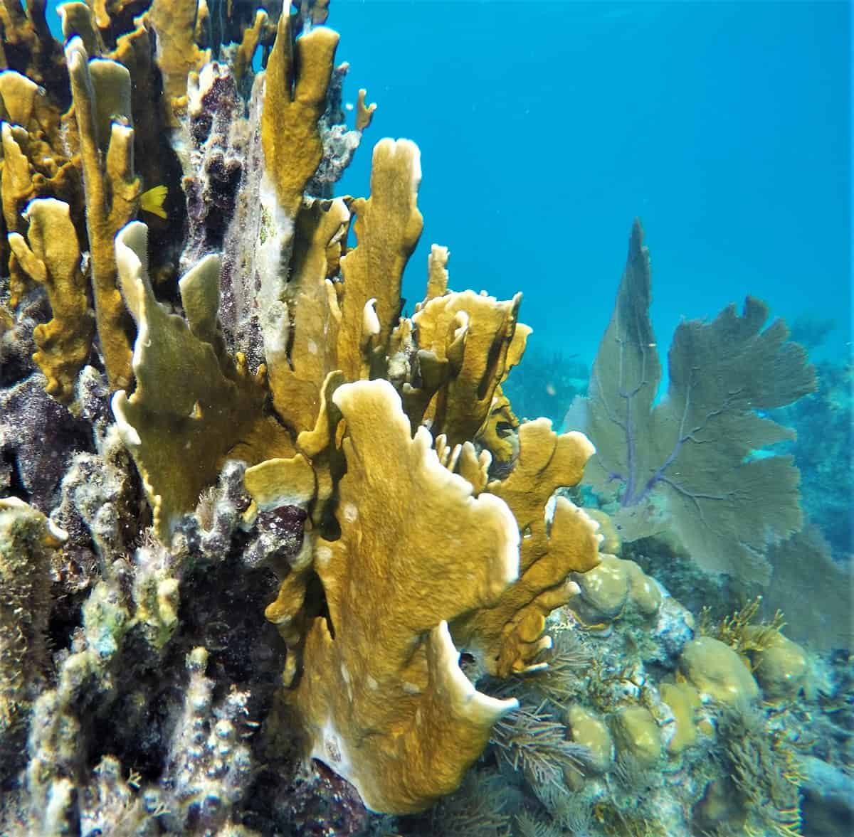 Coral Close-up