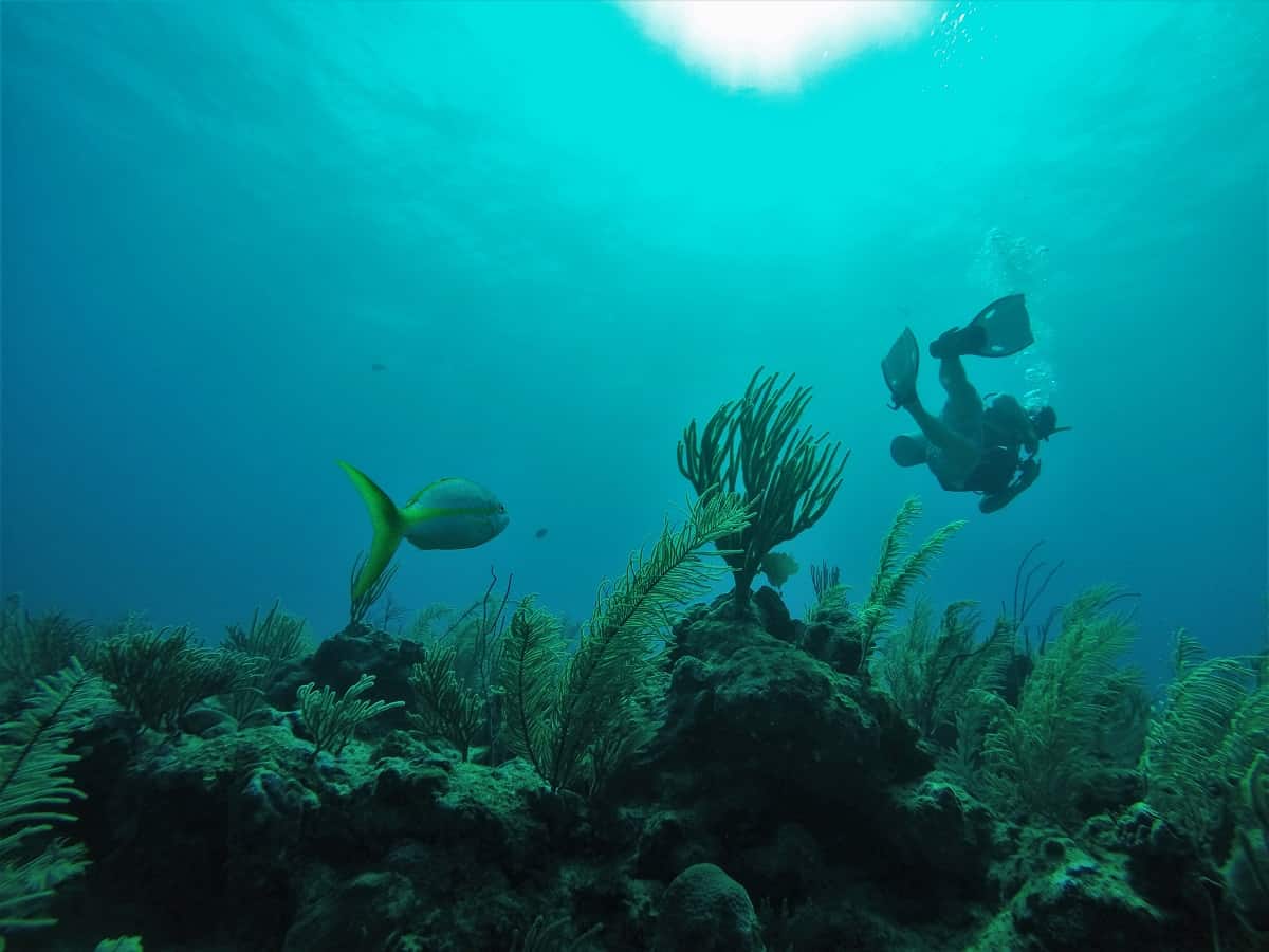 San Pedro Diving