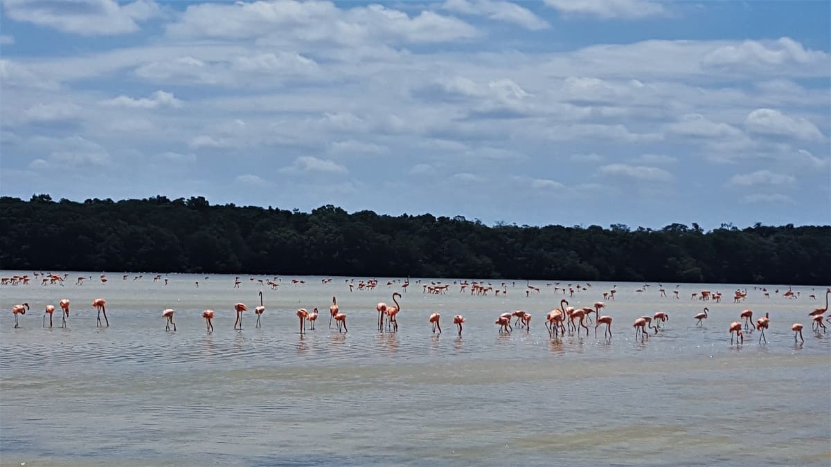Celestun Flamingos