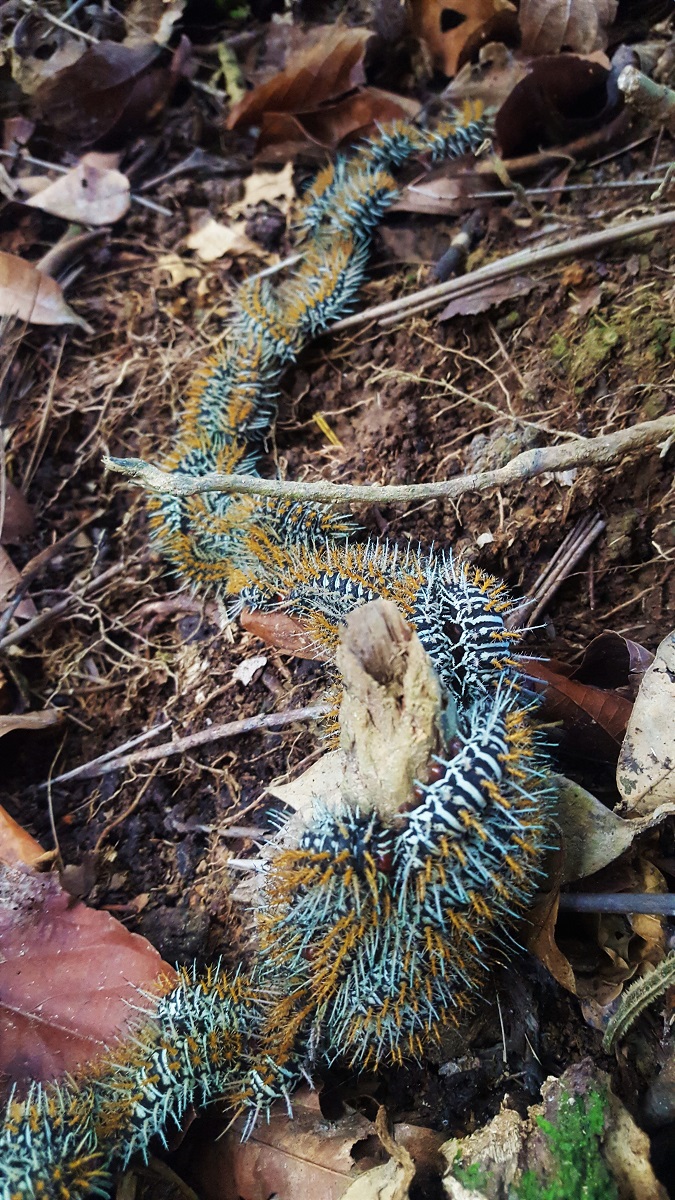 March of the Caterpillars