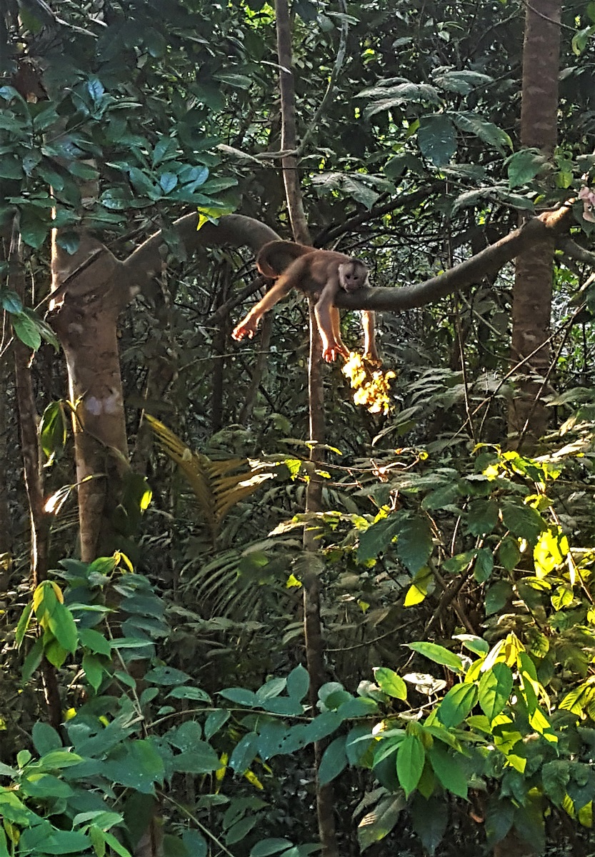Amazon Jungle Monkey